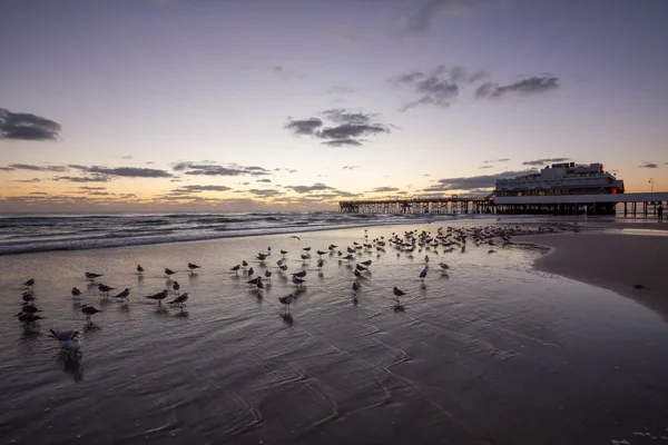 Vogels Het Zandstrand Met Houten Pier Achtergrond Tijdens Een Levendige — Stockfoto