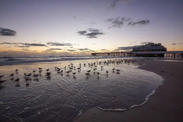 Vogels Het Zandstrand Met Houten Pier Achtergrond Tijdens Een Levendige — Stockfoto