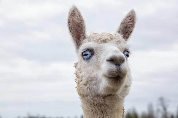 Alpaca Albín Farmy Během Zamračený Den — Stock fotografie