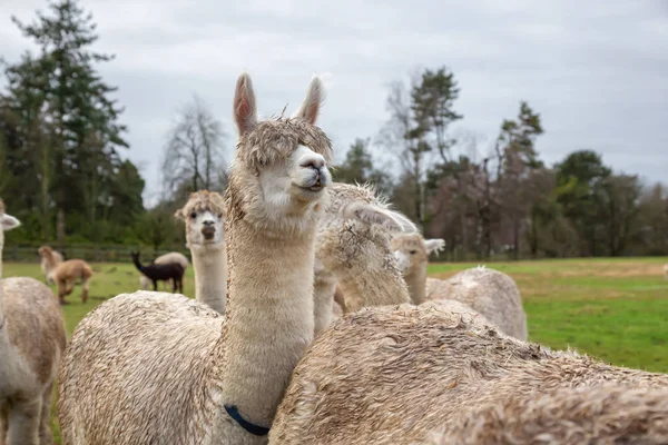 Alpaga Dans Une Ferme Pendant Une Journée Nuageuse — Photo