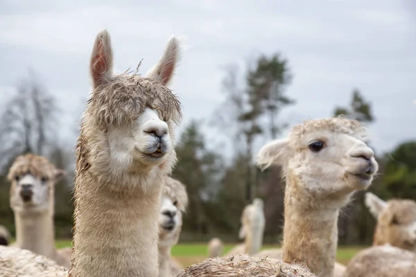 Alpaca Uma Fazenda Durante Dia Nublado — Fotografia de Stock