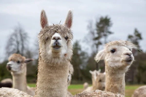 Alpaca Una Fattoria Durante Una Giornata Nuvolosa — Foto Stock