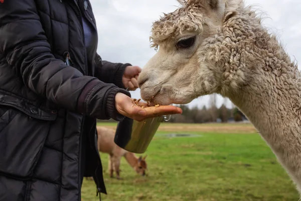 Lány Takarmányozása Élelmiszer Kézzel Alpaka Farm Közben Felhős Napon — Stock Fotó