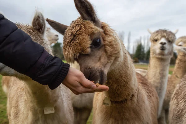 Lány Takarmányozása Élelmiszer Kézzel Alpaka Farm Közben Felhős Napon — Stock Fotó