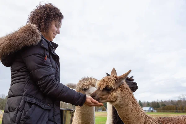 Mädchen Füttert Alpaka Einem Bauernhof Einem Bewölkten Tag Mit Futter — Stockfoto