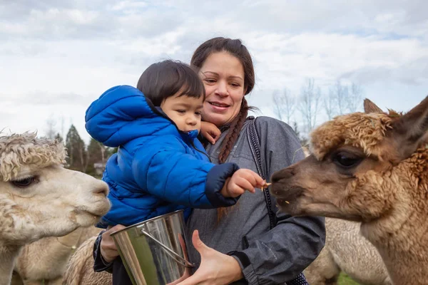 Langley Vancouver Kanada Grudnia 2018 Matka Dziecko Żywienie Ręki Alpaca — Zdjęcie stockowe