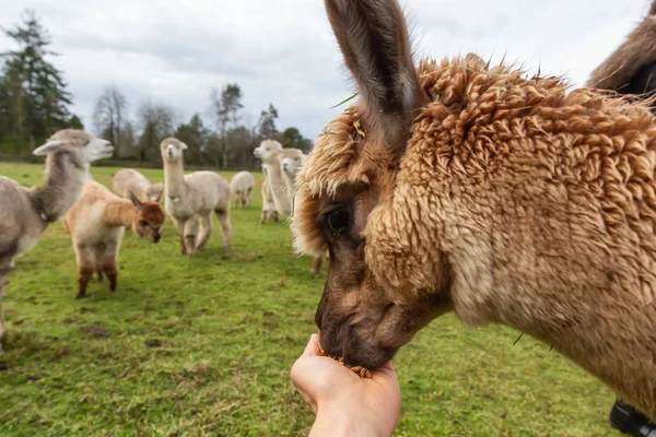Mão Alimentando Uma Alpaca Uma Fazenda Durante Dia Nublado — Fotografia de Stock
