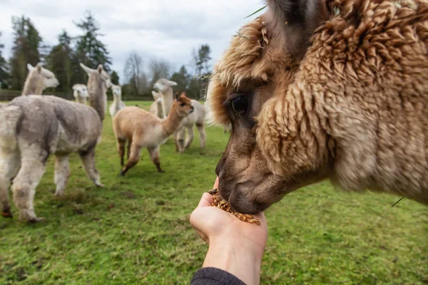 Hand Voeding Een Alpaca Een Boerderij Tijdens Een Bewolkte Dag — Stockfoto