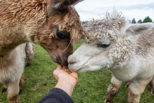 Hand Voeding Een Alpaca Een Boerderij Tijdens Een Bewolkte Dag — Stockfoto