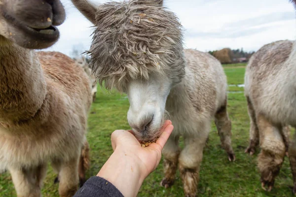 Hand Voeding Een Alpaca Een Boerderij Tijdens Een Bewolkte Dag — Stockfoto