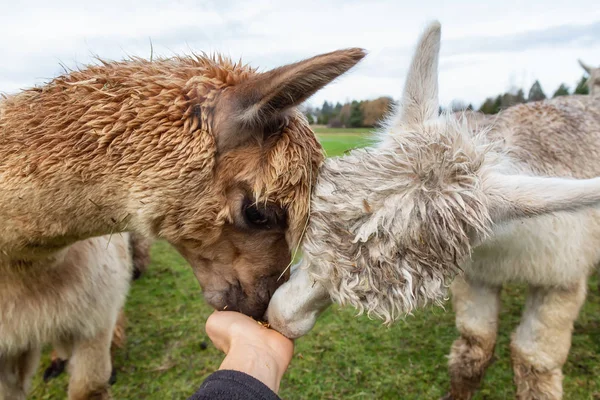 Hand Voeding Een Alpaca Een Boerderij Tijdens Een Bewolkte Dag — Stockfoto