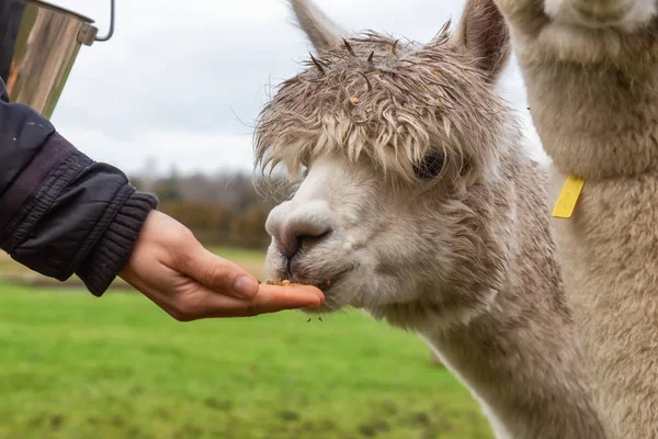 Dziewczyna Żywienie Ręki Alpaca Farmie Pochmurny Dzień — Zdjęcie stockowe