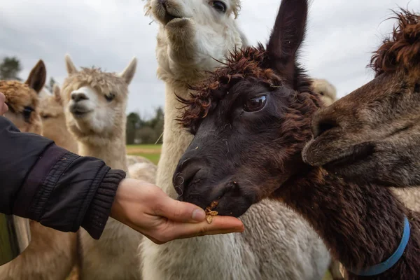 Mädchen Füttert Alpaka Einem Bauernhof Einem Bewölkten Tag Mit Futter — Stockfoto