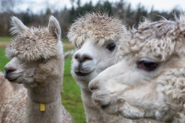 Alpaca Farmie Pochmurny Dzień — Zdjęcie stockowe