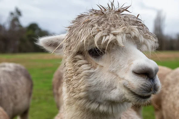 Alpaga Dans Une Ferme Pendant Une Journée Nuageuse — Photo