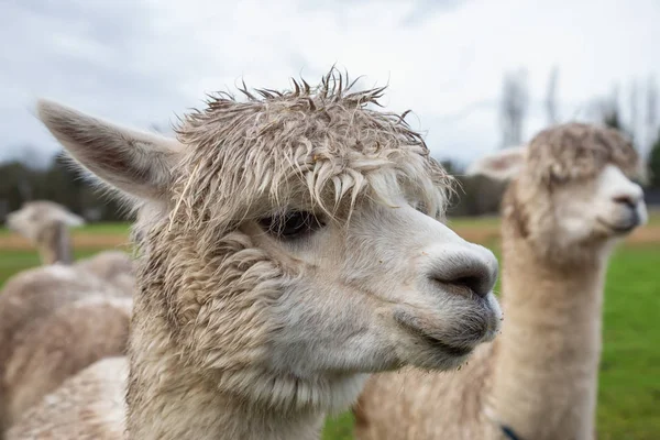 Alpaka Einem Bauernhof Einem Bewölkten Tag — Stockfoto