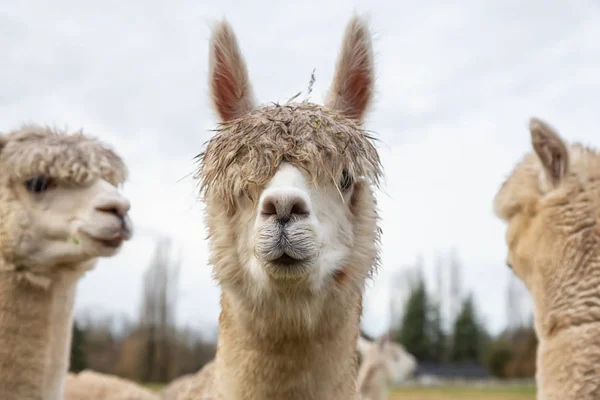 Alpaca Uma Fazenda Durante Dia Nublado — Fotografia de Stock