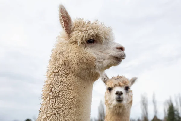 Alpaca Farm Cloudy Day — Stock Photo, Image
