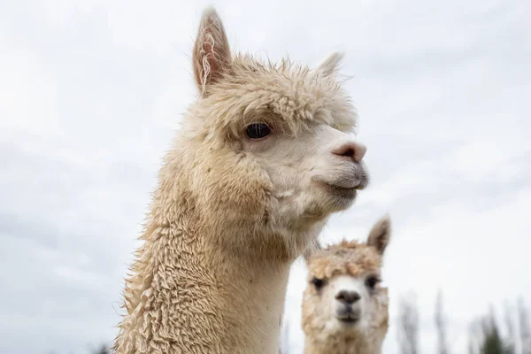 Alpaga Dans Une Ferme Pendant Une Journée Nuageuse — Photo