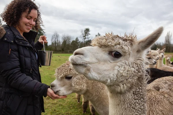 Mädchen Füttert Alpaka Einem Bauernhof Einem Bewölkten Tag Mit Futter — Stockfoto