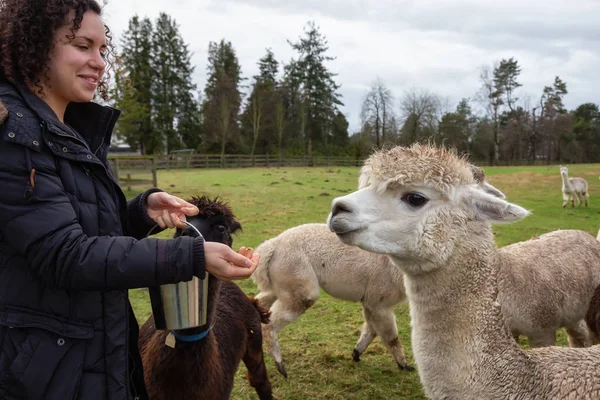 Lány Takarmányozása Élelmiszer Kézzel Alpaka Farm Közben Felhős Napon — Stock Fotó