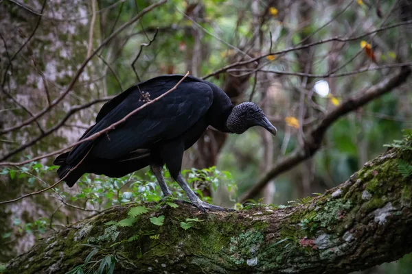 Kara akbaba bir ağaçta oturuyor. Orlando, Florida, Amerika Birleşik Devletleri batısında bulunan Chassahowitzka Nehri'nde alınan.