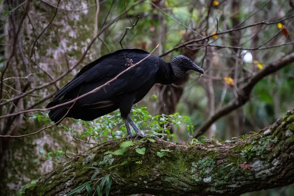 Schwarzer Geier Auf Einem Baum Sitzend Aufgenommen Fluss Chassahowitzka Westlich — Stockfoto