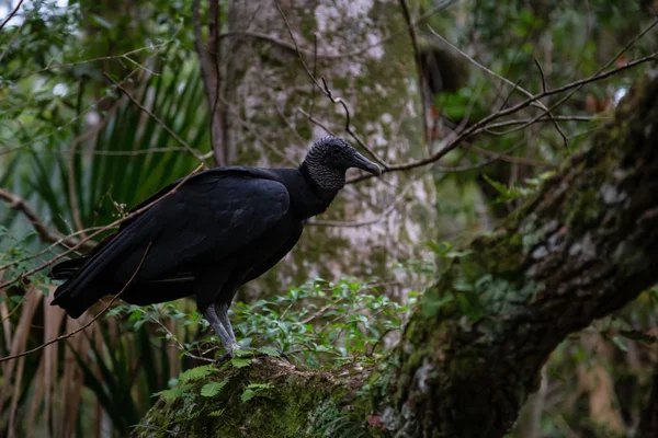 Buitre Negro Sentado Árbol Tomado Río Chassahowitzka Ubicado Oeste Orlando —  Fotos de Stock