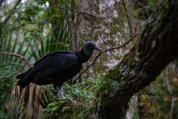 Sęp Black Siedzi Drzewie Chassahowitzka River Położony Zachód Orlando Florida — Zdjęcie stockowe