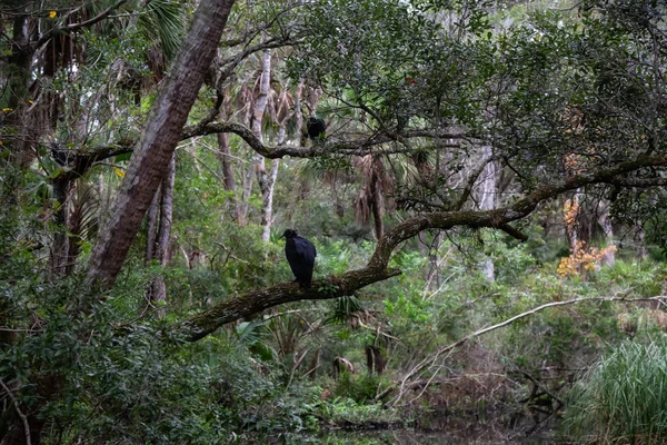 Μαύρο Γύπα Που Κάθεται Ένα Δέντρο Λαμβάνονται Στον Ποταμό Chassahowitzka — Φωτογραφία Αρχείου