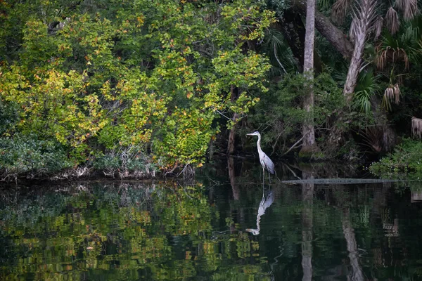 Great Blue Heron Sitting Water Taken Chassahowitzka River Located West — Stock Photo, Image