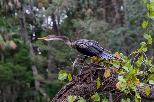 Grande Garça Azul Sentada Numa Árvore Tomado Chassahowitzka River Localizado — Fotografia de Stock