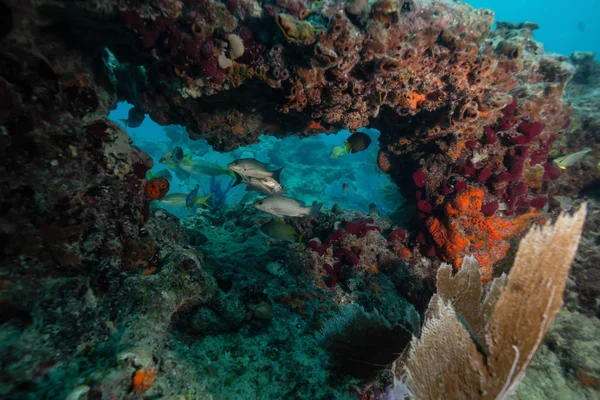 Beau Récif Corallien Dans Océan Atlantique Situé Près Key West — Photo