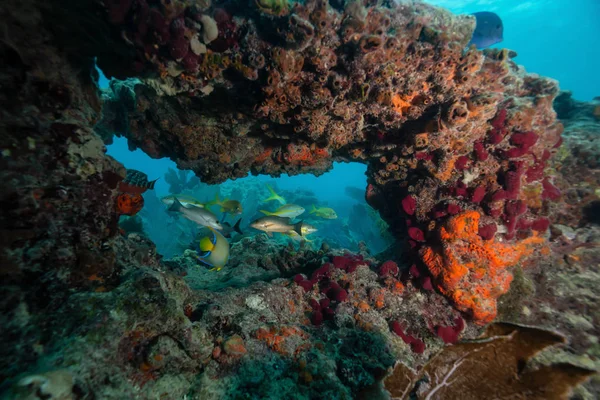 Beau Récif Corallien Dans Océan Atlantique Situé Près Key West — Photo