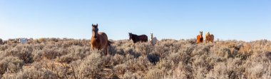 Beautiful panoramic view of a group of Wild Horses in the desert of New Mexico, United States of America. clipart