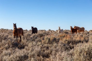 Güzel grup vahşi atlar içinde çöl New Mexico, Amerika Birleşik Devletleri.