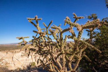 Chollas Cactus in the desert during a sunny day. Taken in Kasha-Katuwe Tent Rocks National Monument, New Mexico, United States.