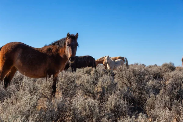 Güzel Grup Vahşi Atlar Içinde Çöl New Mexico Amerika Birleşik — Stok fotoğraf