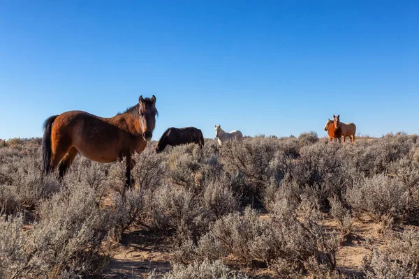 Güzel Grup Vahşi Atlar Içinde Çöl New Mexico Amerika Birleşik — Stok fotoğraf