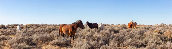 Krásná Skupina Divokých Koní Poušti Nové Mexiko Spojené Státy Americké — Stock fotografie