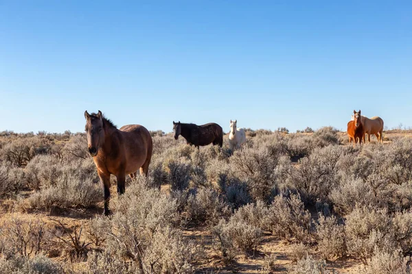 Güzel Grup Vahşi Atlar Içinde Çöl New Mexico Amerika Birleşik — Stok fotoğraf