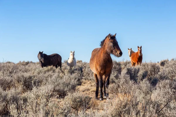 Güzel Grup Vahşi Atlar Içinde Çöl New Mexico Amerika Birleşik — Stok fotoğraf