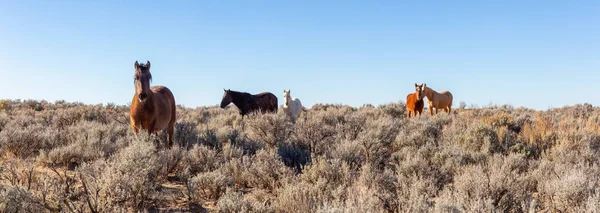Nádherný Panoramatický Výhled Skupinu Divokých Koní Poušti Nové Mexiko Spojené — Stock fotografie