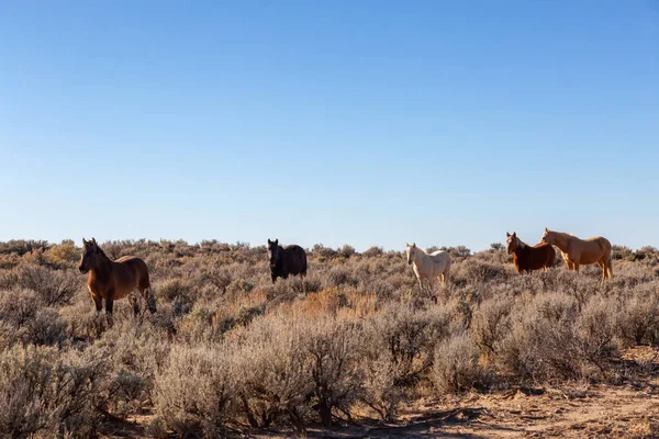 Güzel Grup Vahşi Atlar Içinde Çöl New Mexico Amerika Birleşik — Stok fotoğraf