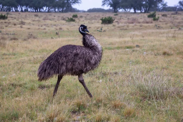 Pštros Procházky Travnaté Hřiště Brát Poblíž Sonora Texas Spojené Státy — Stock fotografie