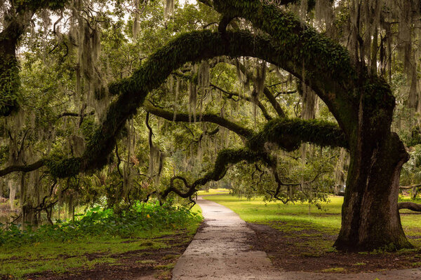 Path in a park surrounded by beautiful trees during a foggy morning. Taken in City Park, New Orleans, Louisiana, United States.