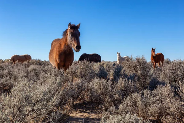 Группа Диких Лошадей Пустыне Нью Мексико Сша — стоковое фото
