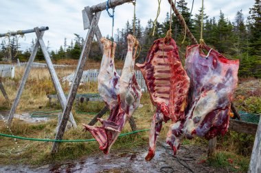 Erik noktası, Newfoundland, Canada - 12 Ekim 2018: avcılar öldürmüş sonra dışarı asılı geyik eti.