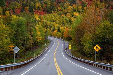 Canlı sonbahar ağaçlarıyla çevrili dağ manzaralı yol. Forillon Milli Parkı'nda, Gasp, Quebec, Kanada yakınlarında alınan.