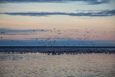 Canlı bir gün batımı sırasında Atlas Okyanusu kıyısında kuşlar sürüsü. Rimouski, Quebec, Kanada'da alınan.